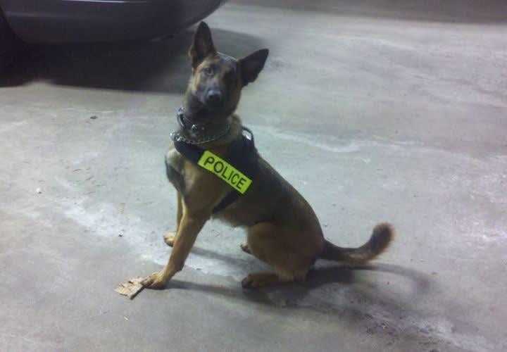 Ill. Police Dog Killed In Code 3 Crash