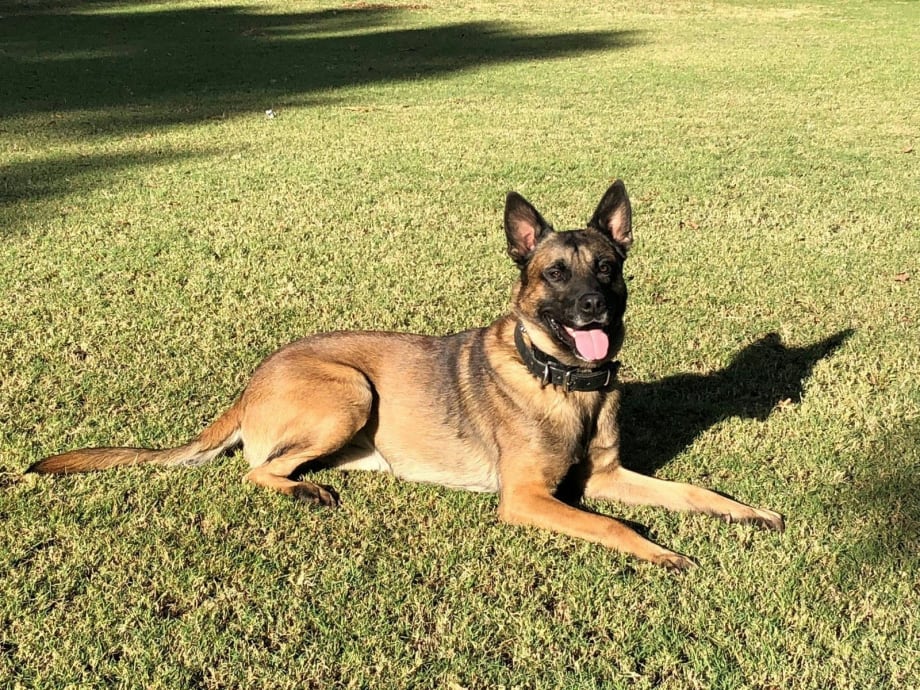 Phoenix K-9 Killed Finding Suspect in Attic