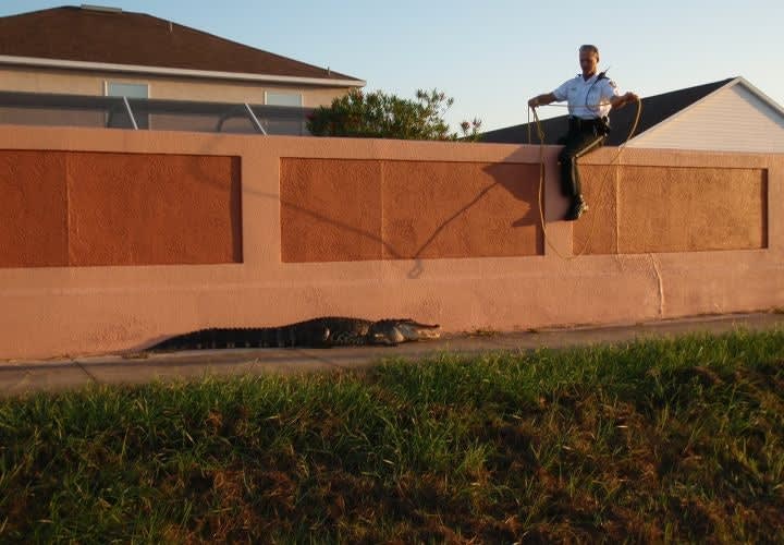 Florida Deputies Handcuff 7-Foot Alligator