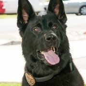 Arizona PD K-9s Get Badges