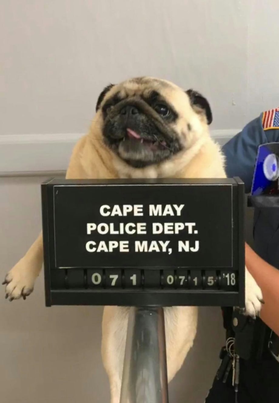 Police Post "Mug" of Found Pug on Facebook to Find Dog's Owners