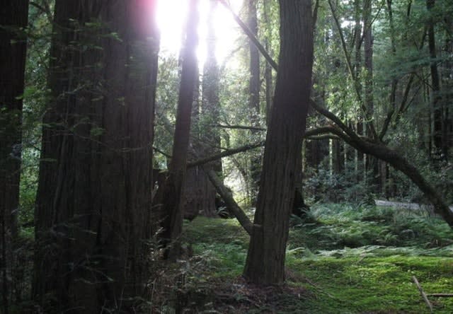 Grueling Searches: The Mendocino Manhunt