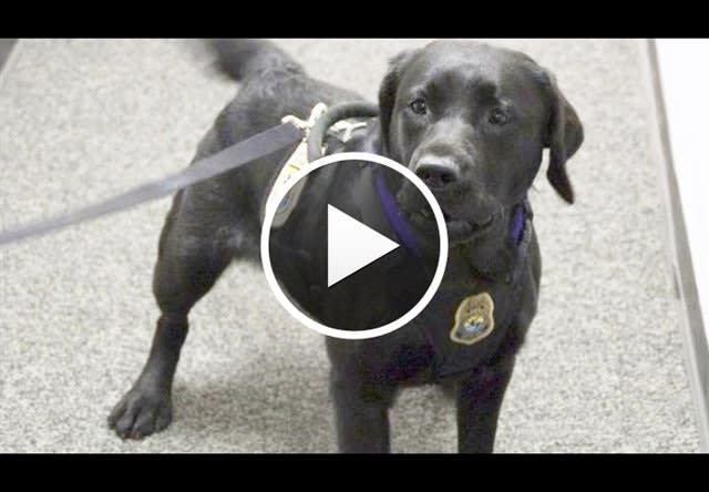 Video: U.S. Fish & Wildlife's K-9 Detectors