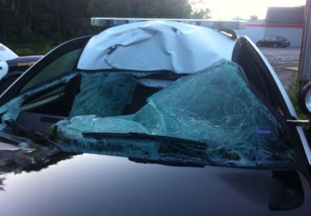 A Moose, a Cruiser, and One Lucky Officer