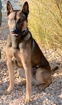 Albuquerque K-9 Recovering from Gunshot Wounds