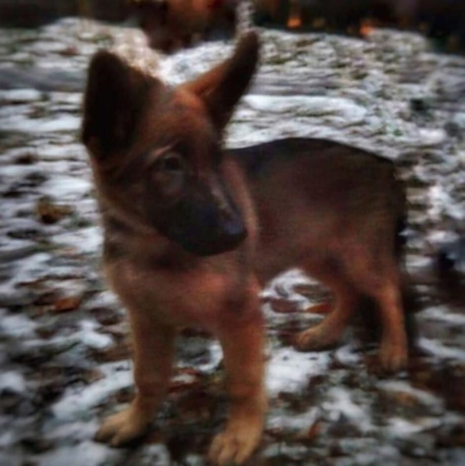 Russia Sends Puppy to France After K-9 Killed During Raid on Terrorist's Hideout