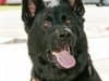 Veterinary Opthalmologists Offering Free Vision Screening for K-9s