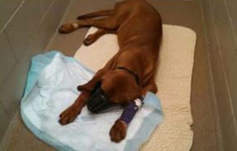 S.C. K-9 Dies After Being Struck by Vehicle