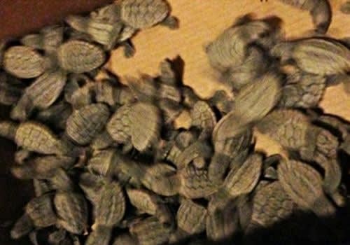Fla. Officer Saves 100 Sea Turtle Hatchlings