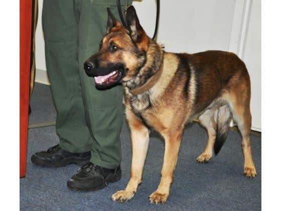 California K-9, Suspect Killed in Crawl Space Standoff