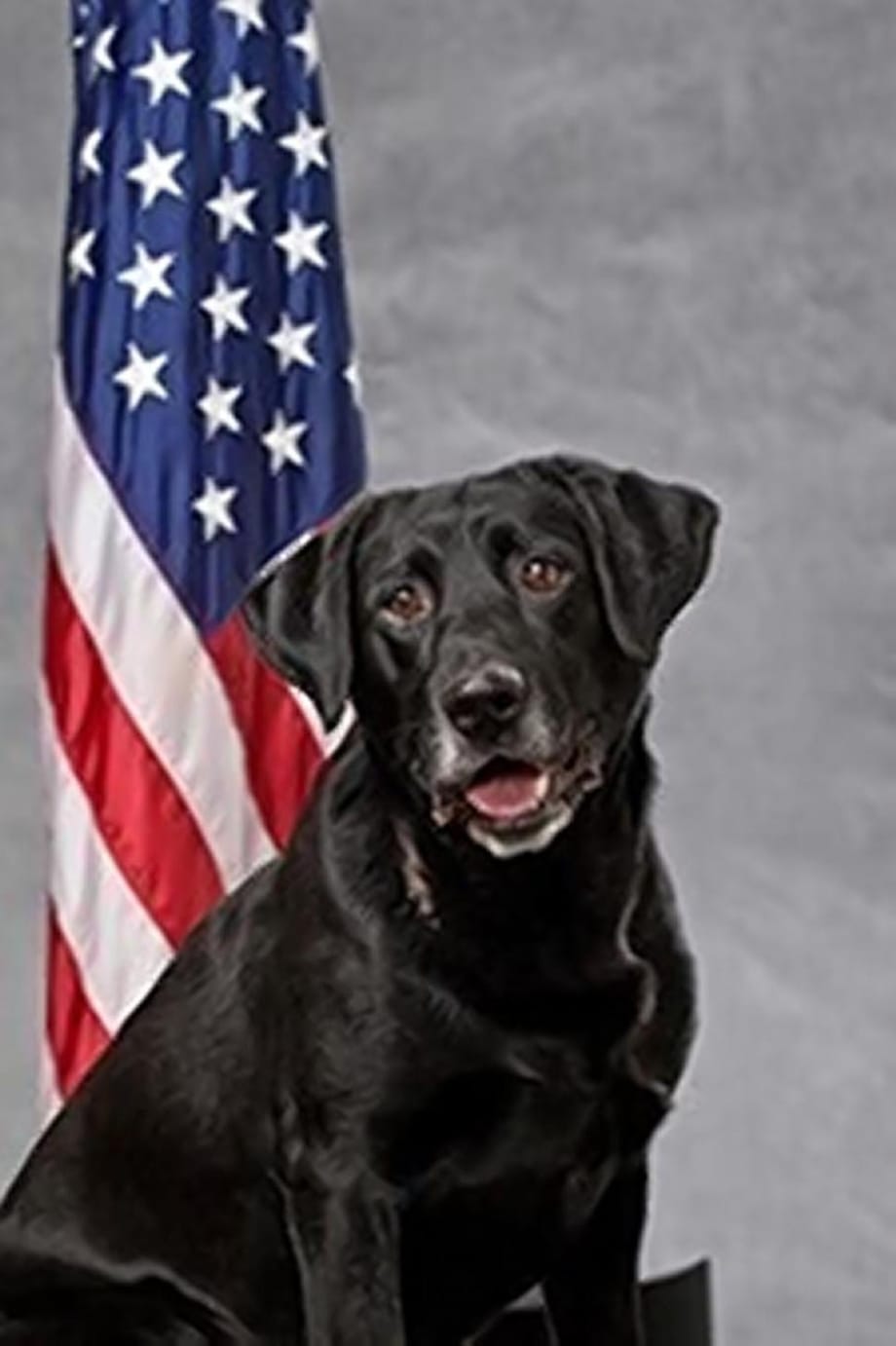 Washington K-9 Dies After Inhaling Meth