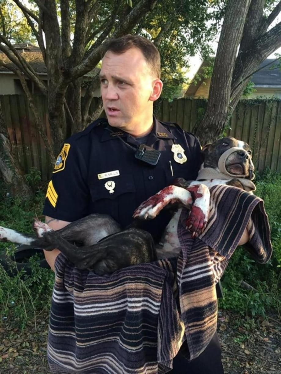 Tampa Officers Rescue Dog Found Shot, Tied To Railroad Tracks