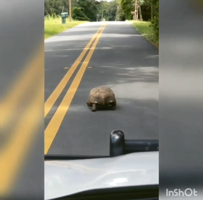 Florida Deputy Posts Funny Video to Facebook — Tortoise Not Amused
