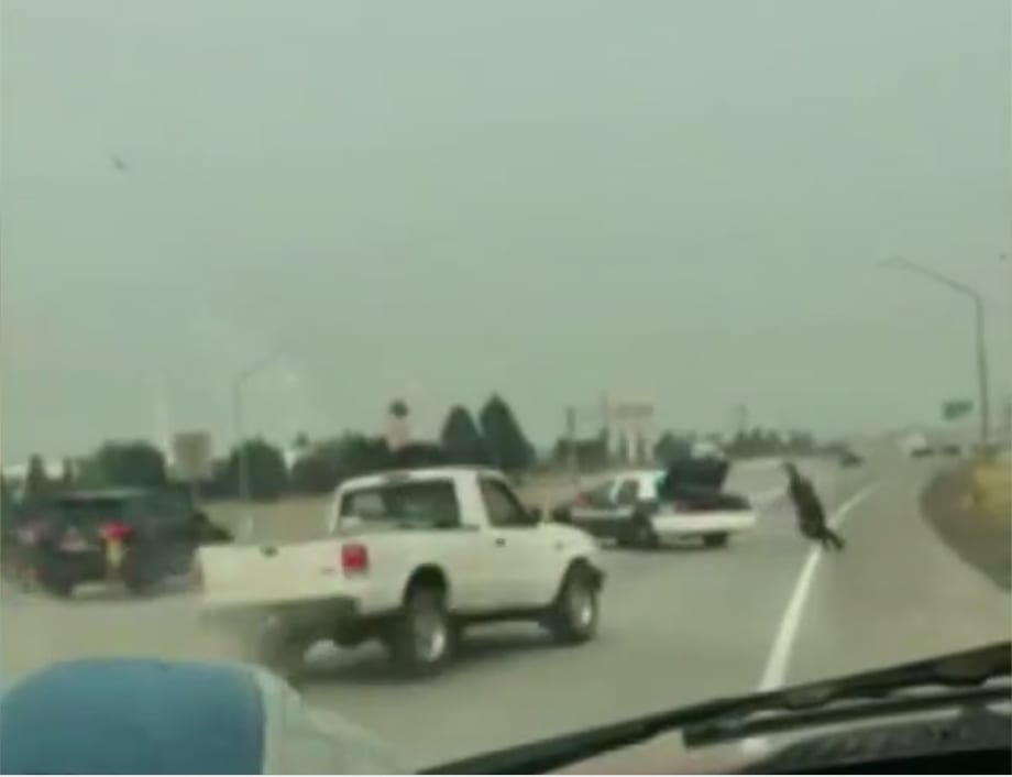 Video: WA Deputy Jumps in Patrol Car Trunk to Avoid Deadly Vehicle Strike During Pursuit