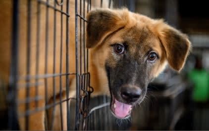 Minneapolis Training on K-9 CPR Offers Reminder for Contacts with Animals