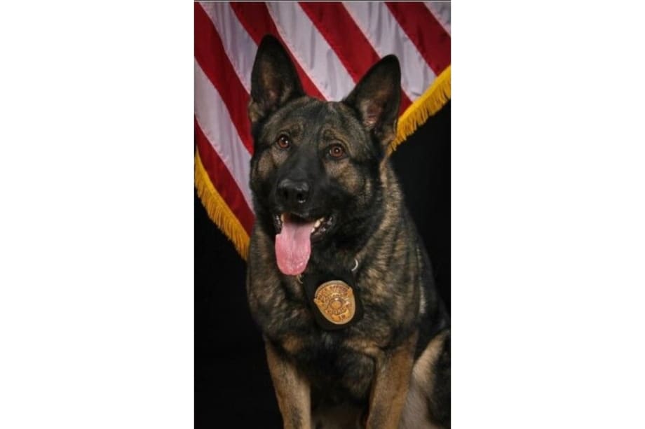 CA K-9 Shot During Vehicle Stop, Suspect Taken to Hospital