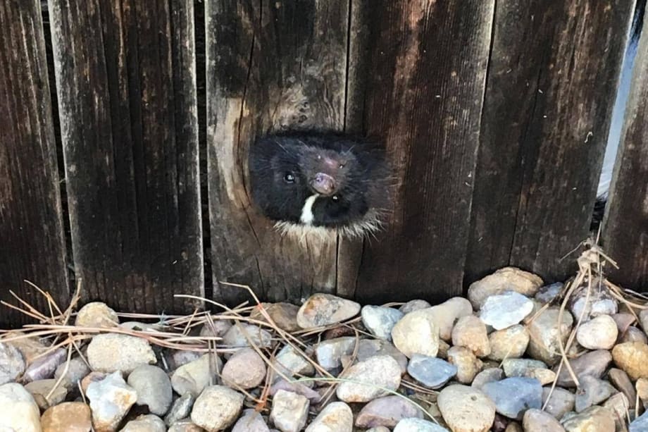 Colorado Officer Rescues Skunk, Avoids Getting Sprayed