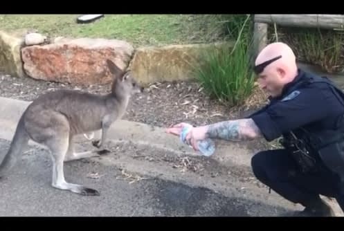 Video: Australian Officer Gives Water to Thirsty Kangaroo in Wildfire