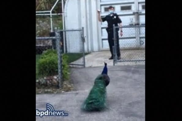 Boston Police Rescue Escaped Exotic Bird From Shuttered Zoo