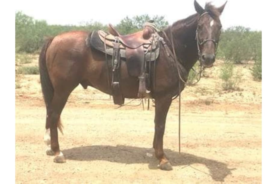 Border Patrol Horse Killed in Duty Accident