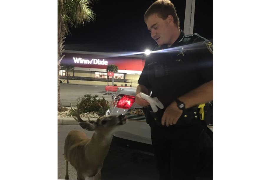 Florida Agency Posts Image on Facebook of Deputy and Small Deer