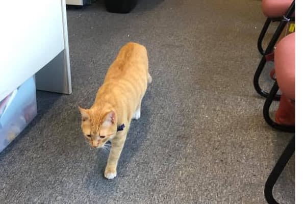 North Carolina Town Upset Over Absence of Department's Pet Cat