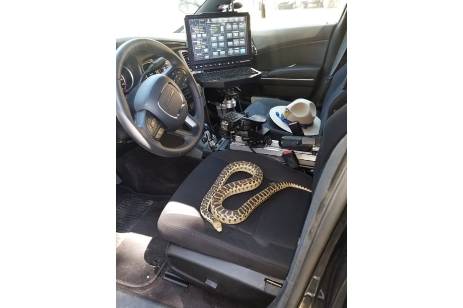 CHP Posts Picture of Snake in Driver's Seat of Trooper's Patrol Vehicle