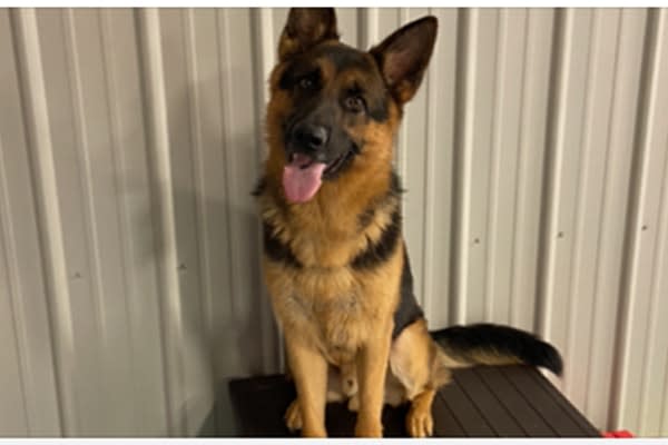 North Carolina Agency Welcomes Former Shelter Dog as Narcotics K-9