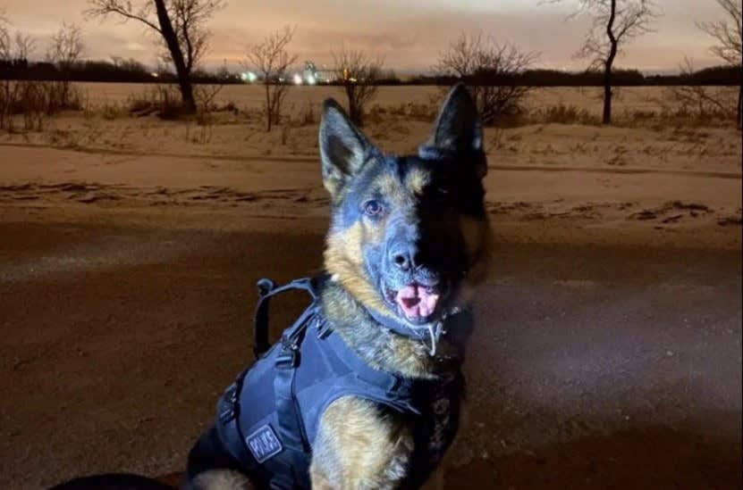 Canadian K-9 Stabbed, Saved by Armor