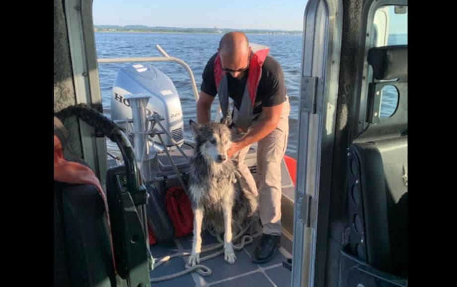 NJ Sheriff’s Marine Patrol Saves Husky Who Swam Offshore