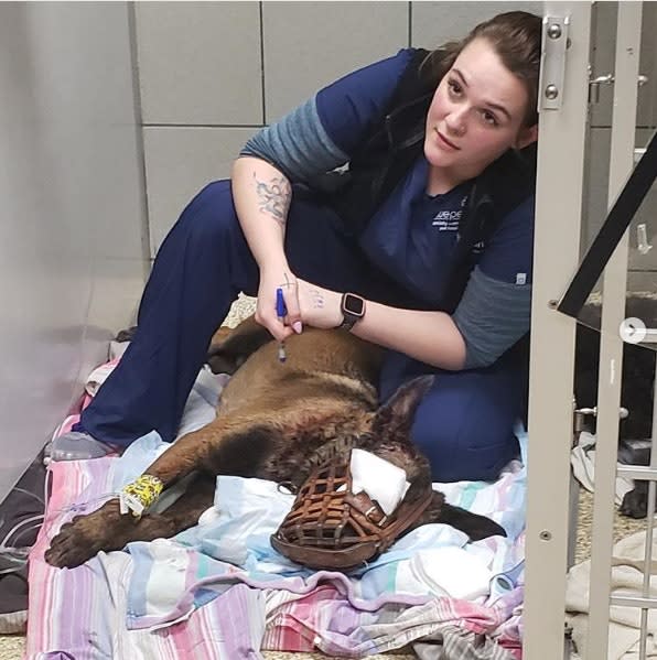 Georgia K-9 Shot During Traffic Stop Released from Hospital