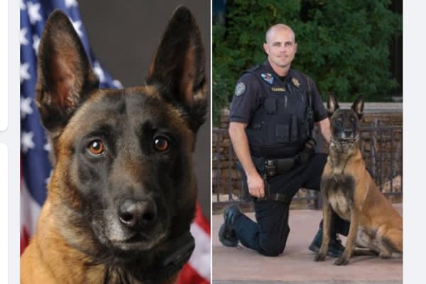 Arizona Department Mourns Sudden Death of K-9 with Brain Tumor