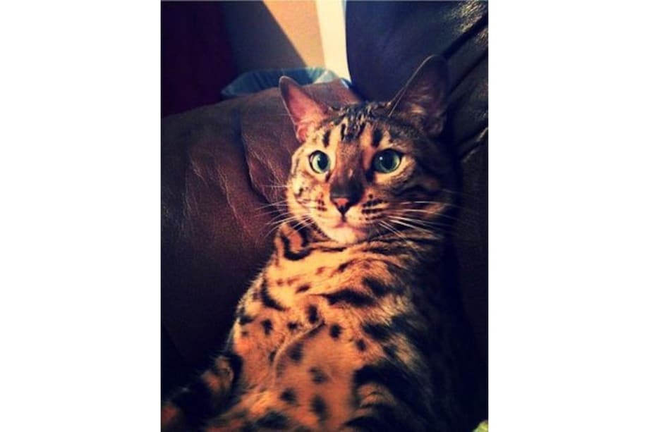 OK Officer's Family Cat Killed, Mutilated Body Left Across Street