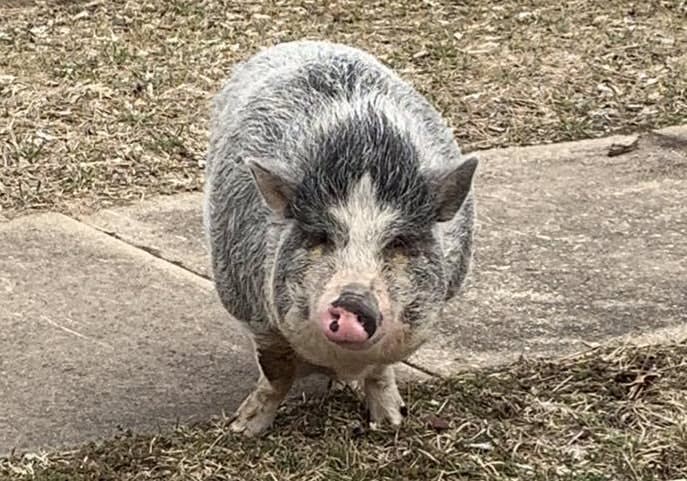 Ohio Officers Use Cookies to Lure Wayward Pig Back to Home