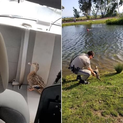 CHP Officer Rescues Wayward Duck from Freeway