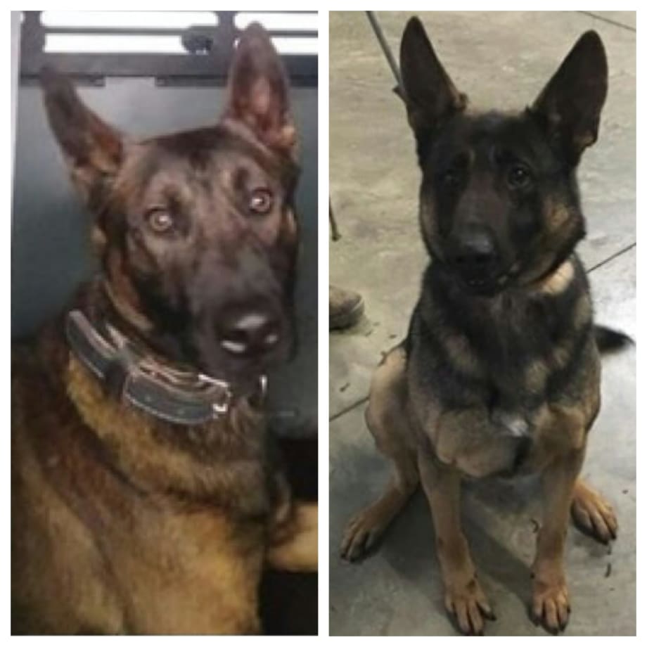 Colorado Department Welcomes Two New K-9 Officers