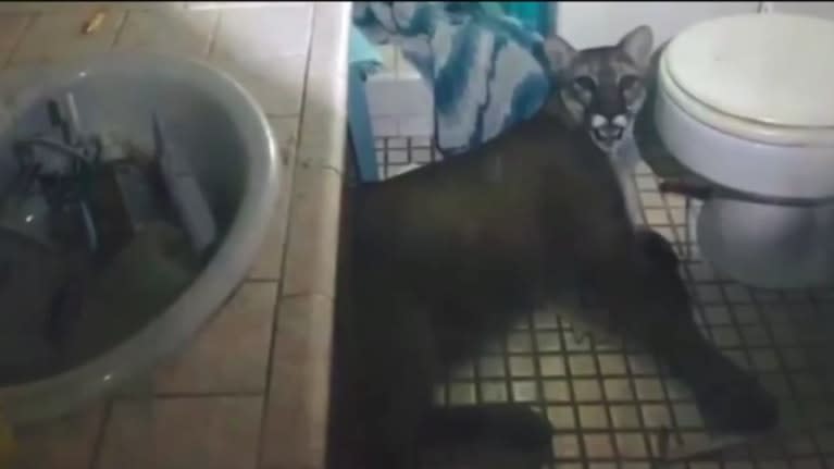 California Deputies Free Mountain Lion Trapped in Home