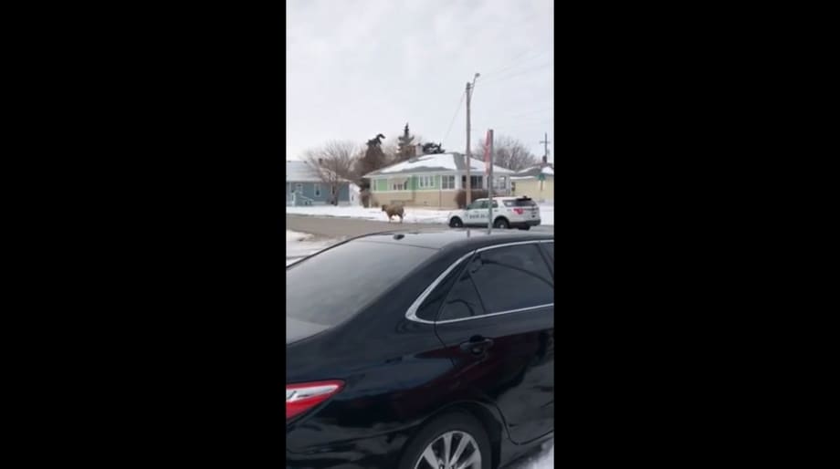 Video: Cow Leads Nebraska Officers on Slow-Speed Pursuit