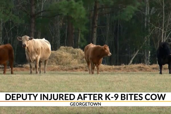 South Carolina Deputy Deploys TASER on K-9, Gets Kicked by Cow