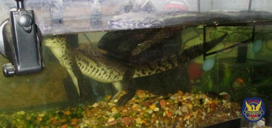 AZ Cops Find Drugs, Guns, Cash, and Crocodile in Phoenix Home
