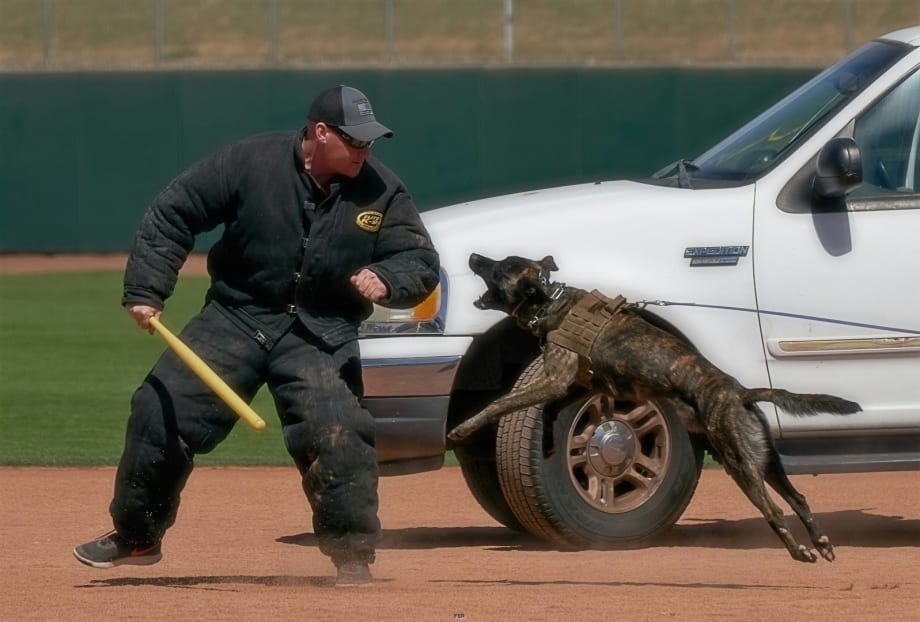 K-9 Units Compete in Desert Dog Trials