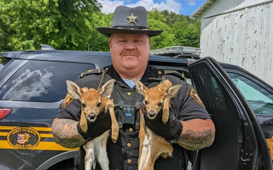 OH Deputy Rescues Fawns After Mother is Killed