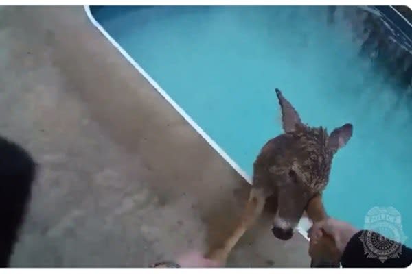 Kentucky Officer Rescues Wayward Deer from Pool