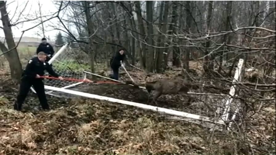 Ohio Police Untangle Trapped Buck's Antlers from Soccer Net