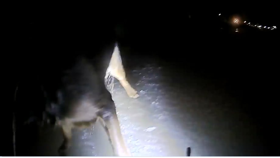 Video: New York Officer Rescues Whimpering Dog from Icy Water