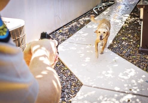 Massachusetts Officer's Dog Shooting Prompts Roll-Call Training Reminders