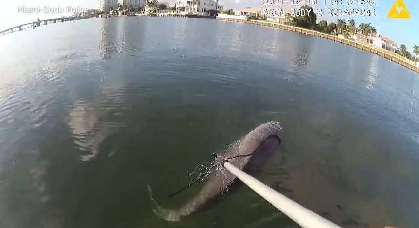 FL Officer Rescues Baby Dolphin Trapped in Fishing Net