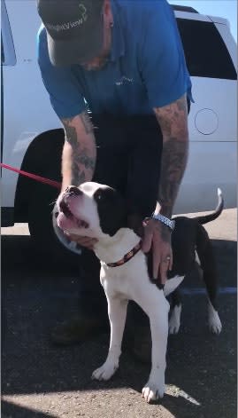 Arizona Troopers Help Rescue Dog Ejected from Vehicle and Lost