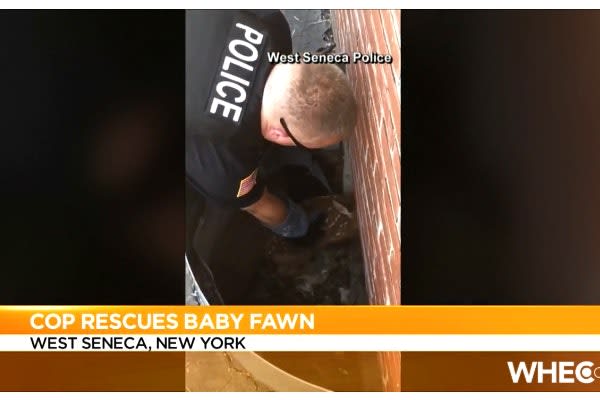 New York Officer Rescues Fawn Trapped in Basement Window Well