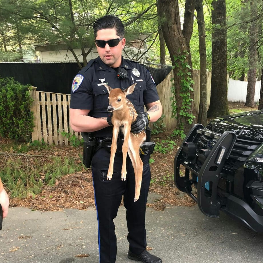 Massachusetts Officer Rescues Fawn Entangled in Branches